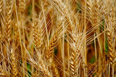 Экспортные цены на пшеницу вернулись к сезонному пику