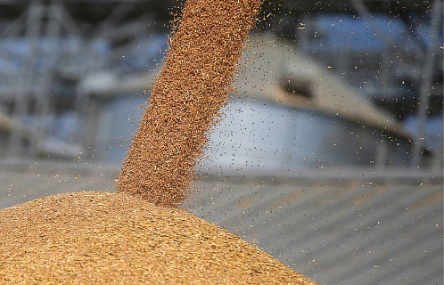 Цены на пшеницу активно растут на фоне высокого спроса и дорогой кукурузы