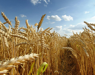 Экспортные цены на пшеницу выросли до рекордных в этом сезоне, цены в портах подскочили на 5%